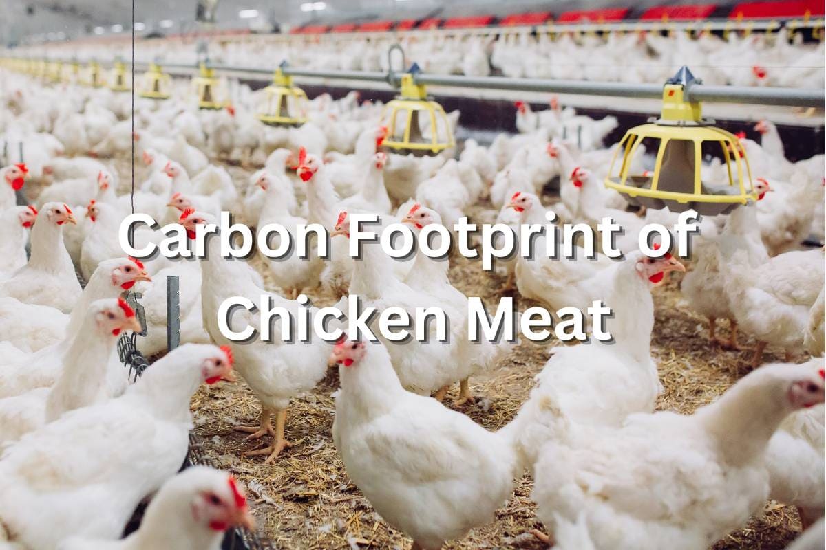 footprint of chicken meat