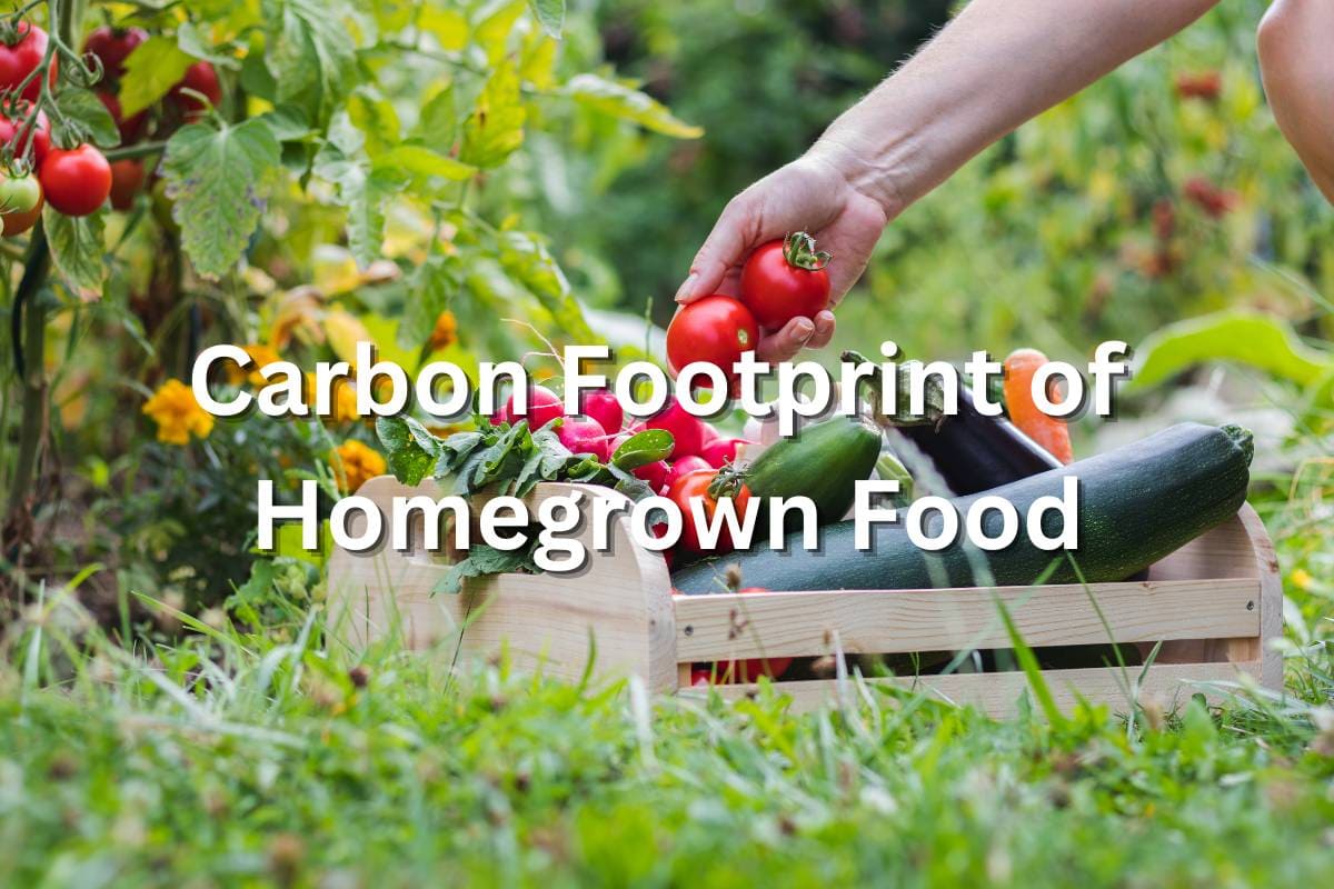 You are currently viewing Carbon footprint of homegrown food